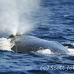 whale_humpback_h_00846_dom2963.jpg